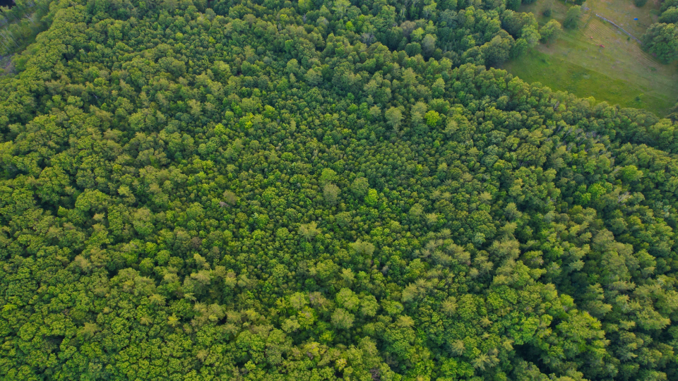 Vista aérea de un bosque y una senda desde el dron